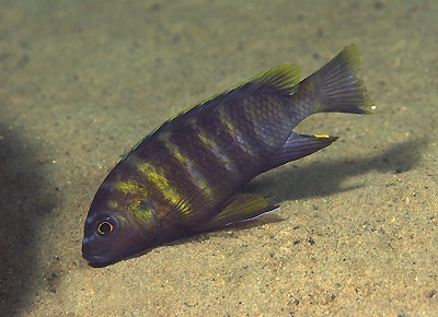 Gephyrochromis sp. 'sand black-fin' Lundu